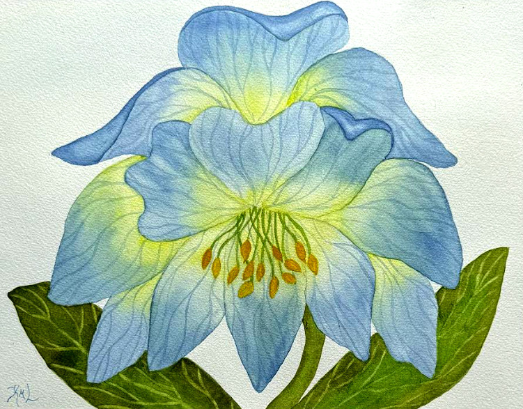 PAINTING WATERCOLOR 11X14 & MAT 16X20 FLOWER HELLEBORE BLUE YELLOW ORIGINAL ART