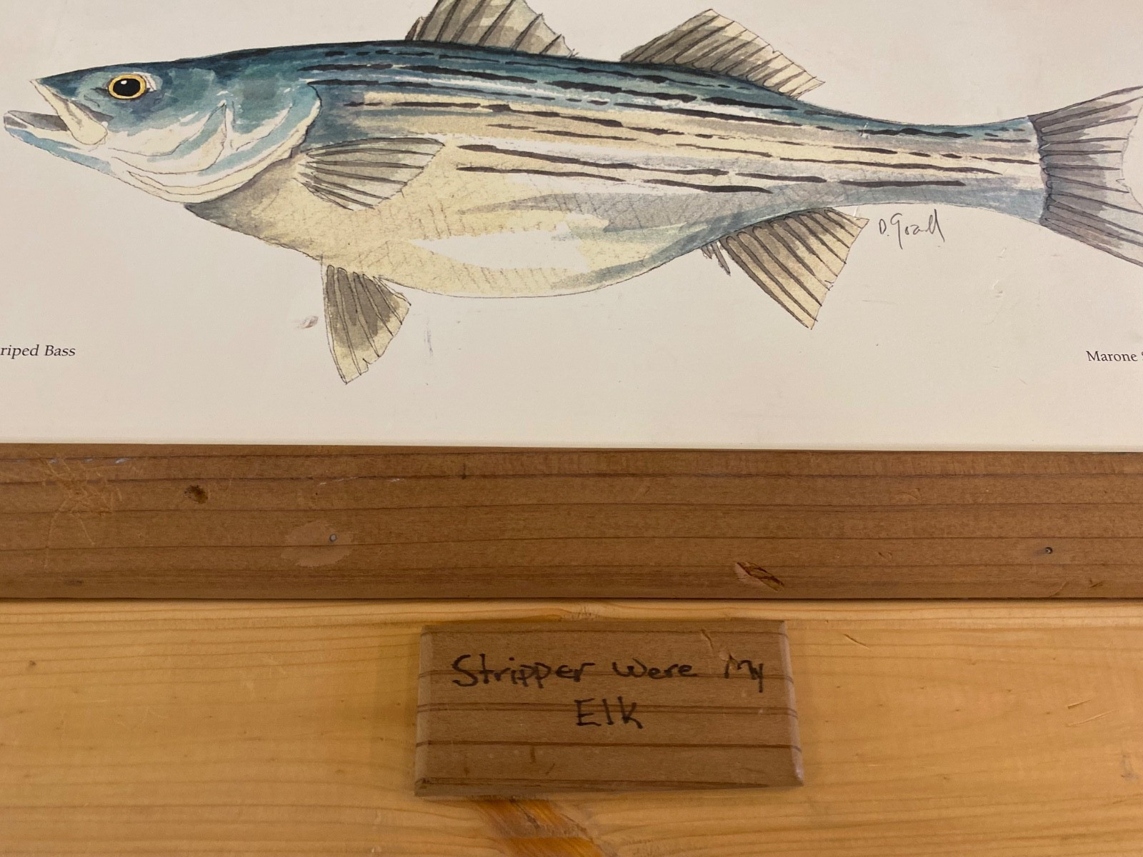 Striped Bass Original Painting Limited 625/1000 Framed Watercolor Signed