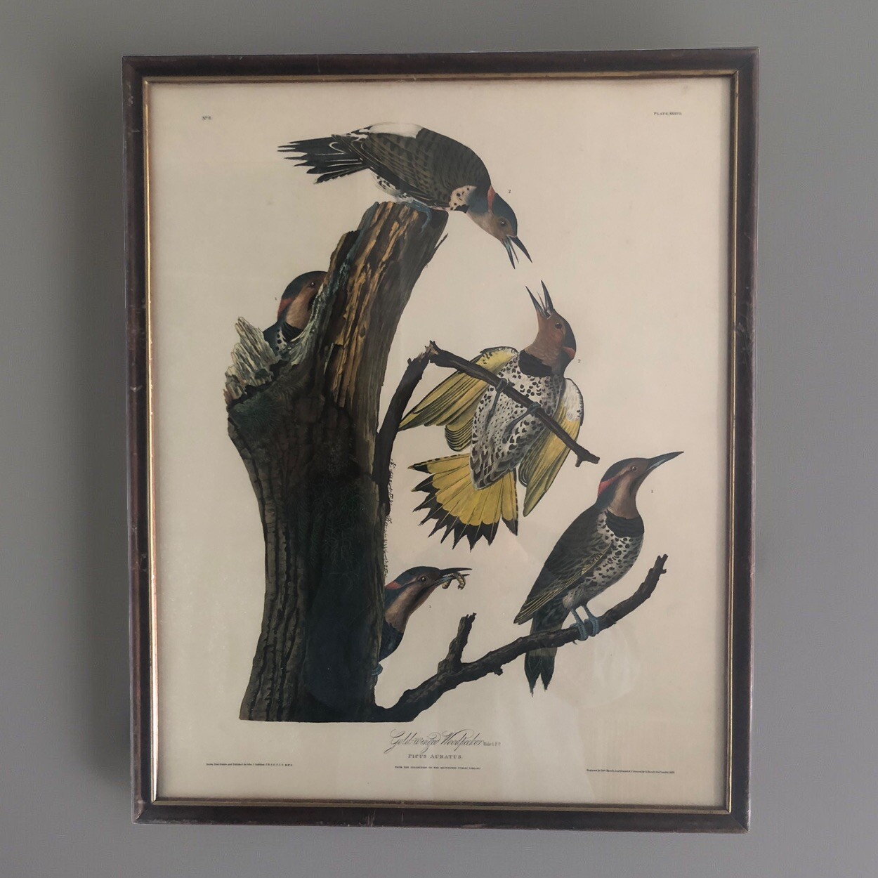 J.J.Aubudon Golden-Winged Woodpecker Framed Color Lithographic Print 17”x 21”