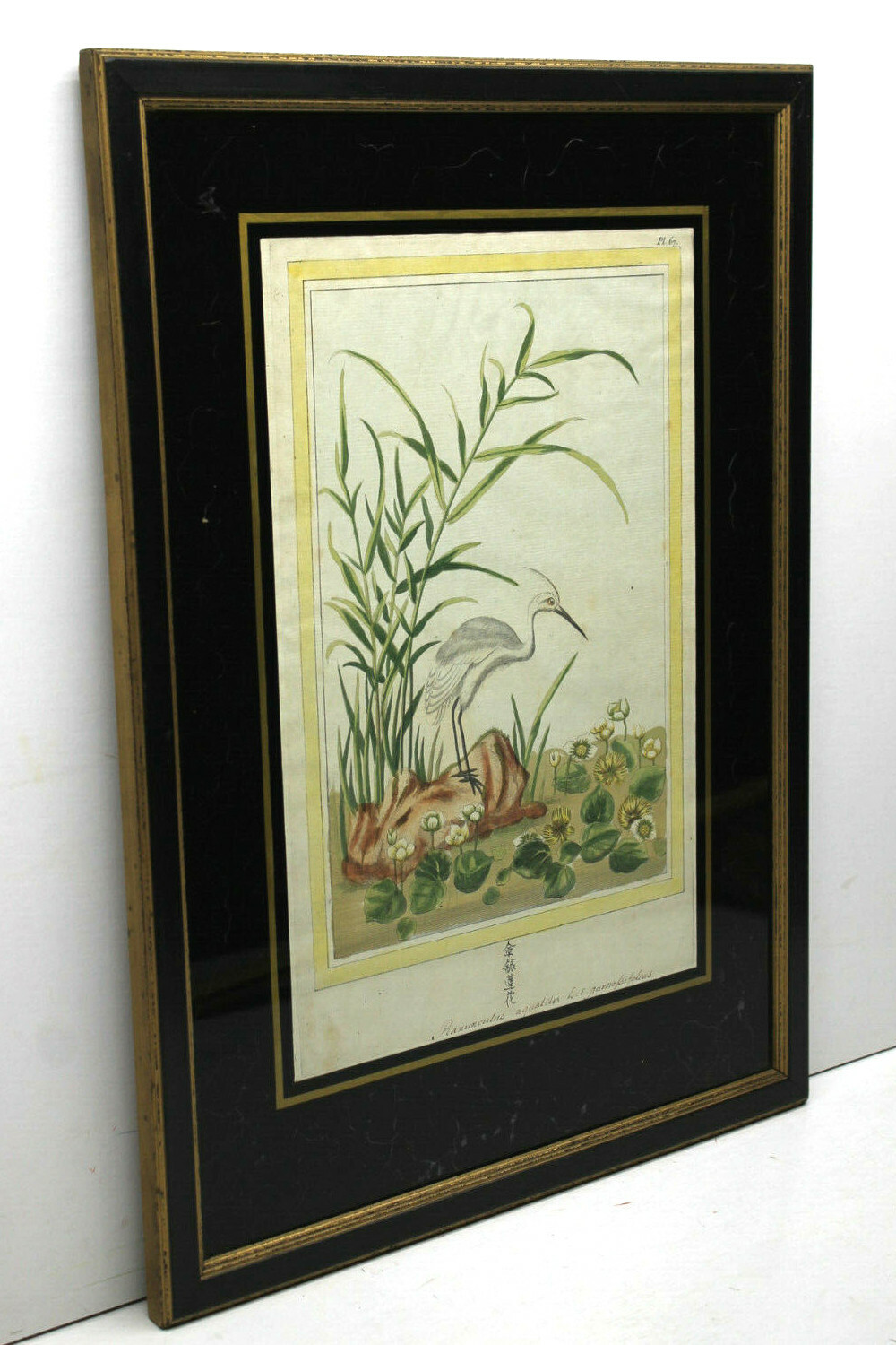 Note on Reverse:1749 Antique Possible Japanese Stork Ramunculus Aquatis Plate 67