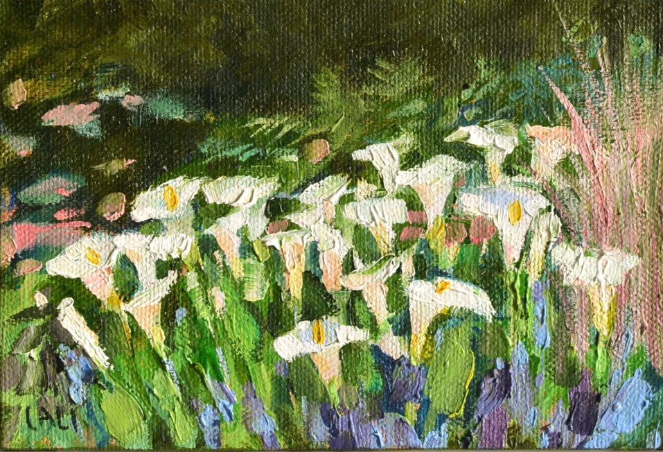 Calla Lilies Original Oil Painting 6″x4″ on canvas Impasto English Garden