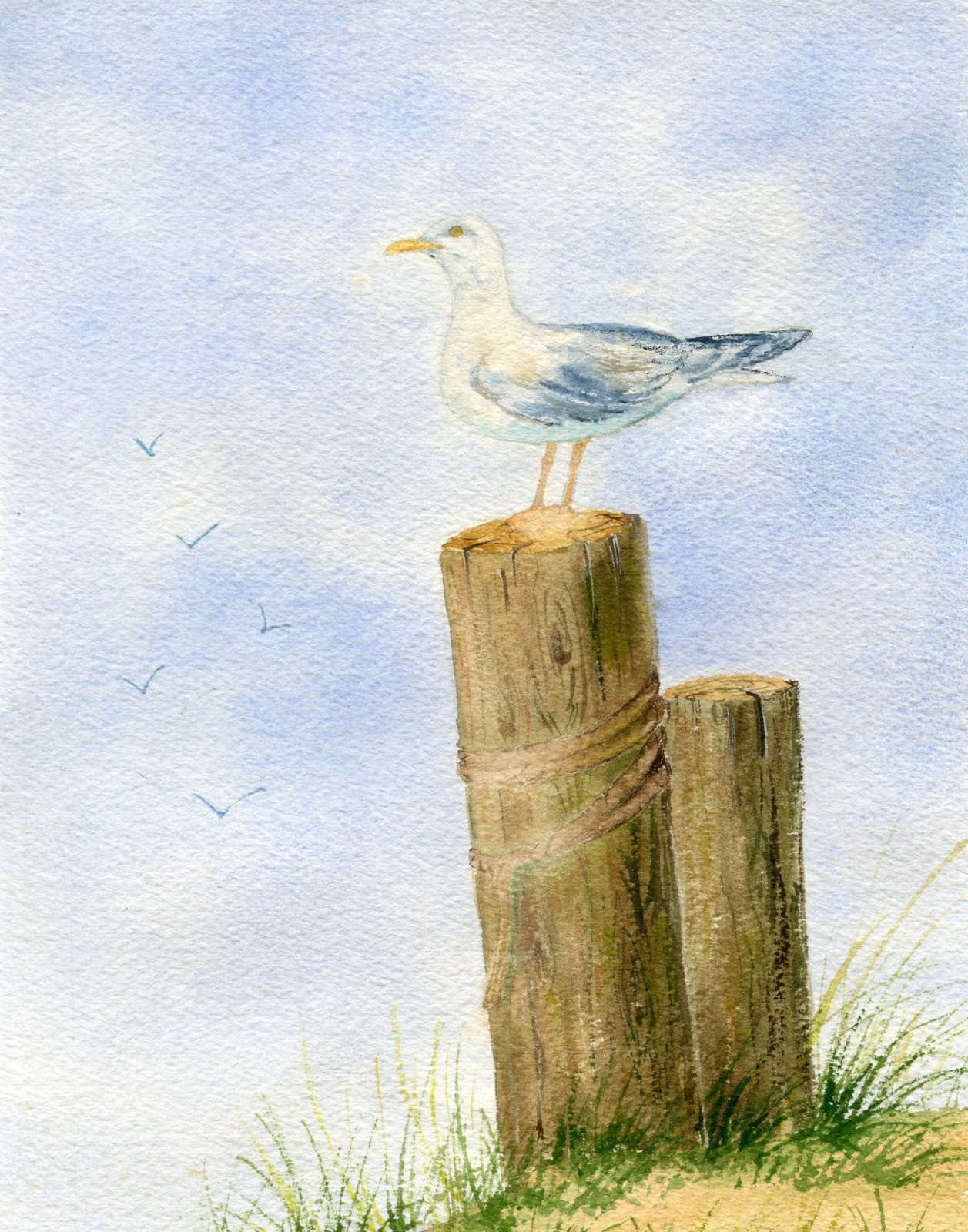 Original Watercolor Painting – Art by Sandra Frantz «Lone seagull» Unframed