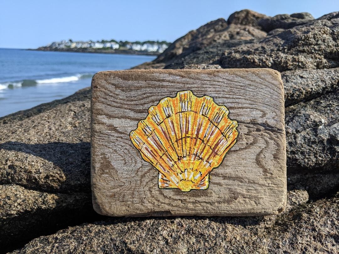 Original Scallop Seashell Painting on Driftwood by Maine USA Artist