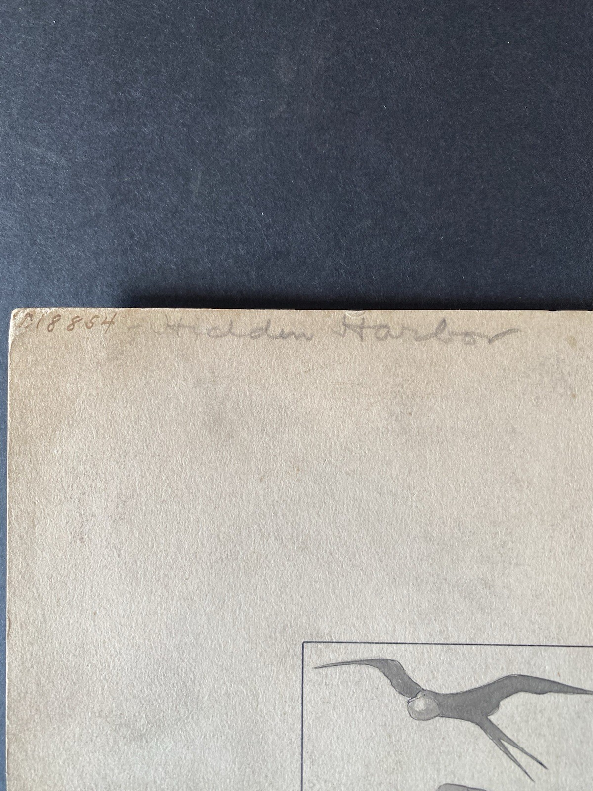 George Ring Original Illustration “The Frigate Bird” Hidden Harbor c.1910