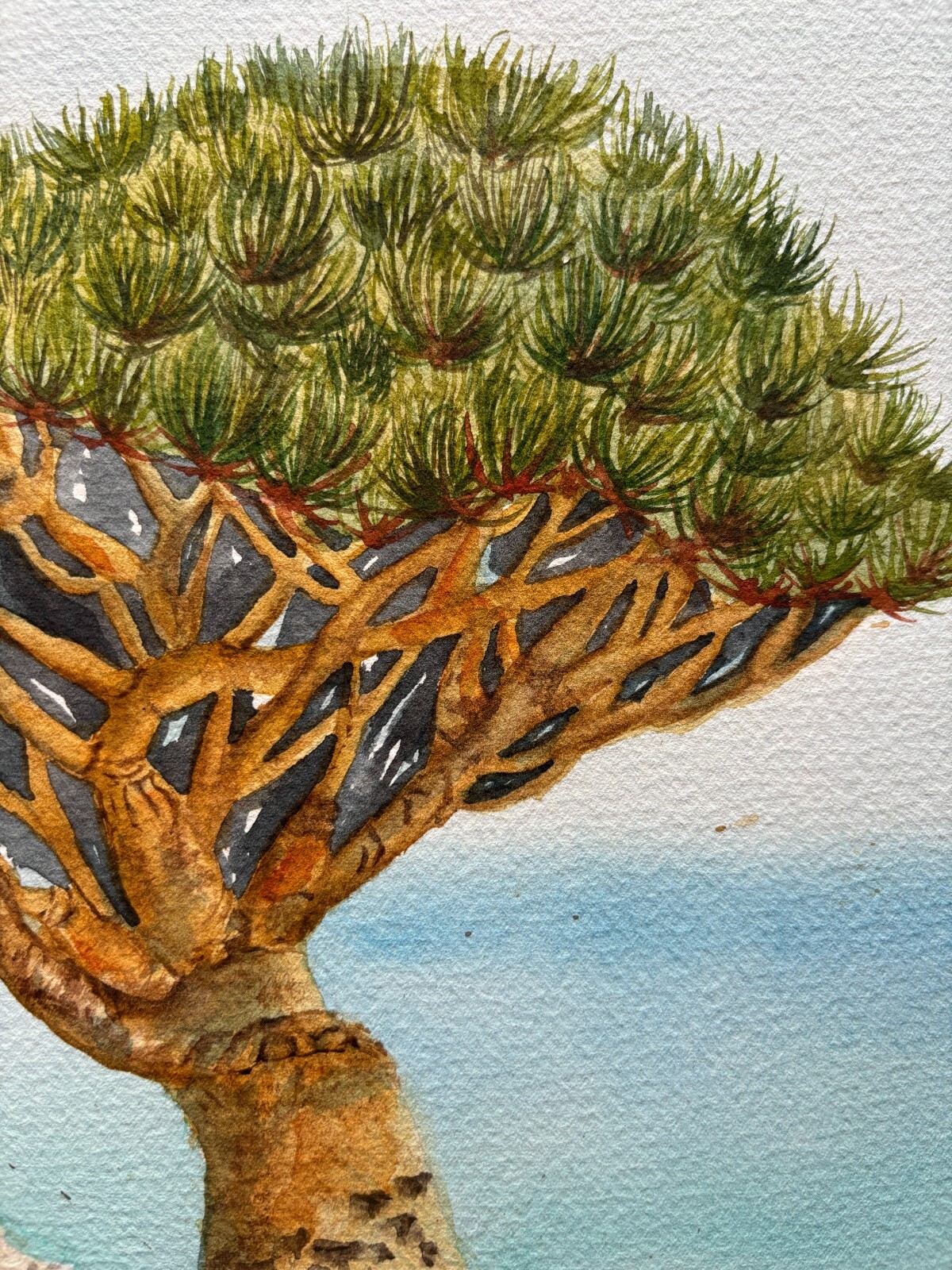 Dragon Tree Original Watercolor Paintin Sukotra Art Home Decor 12*16