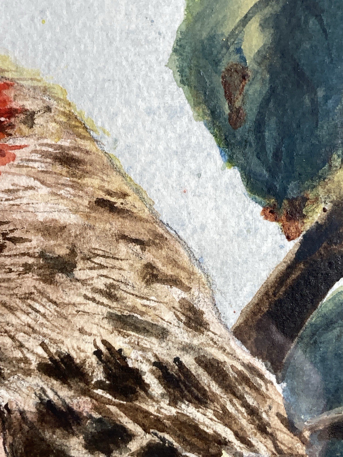 Original Signed Watercolor Common Redpoll Finch Bird on Branch 17.5x 21.5 inches