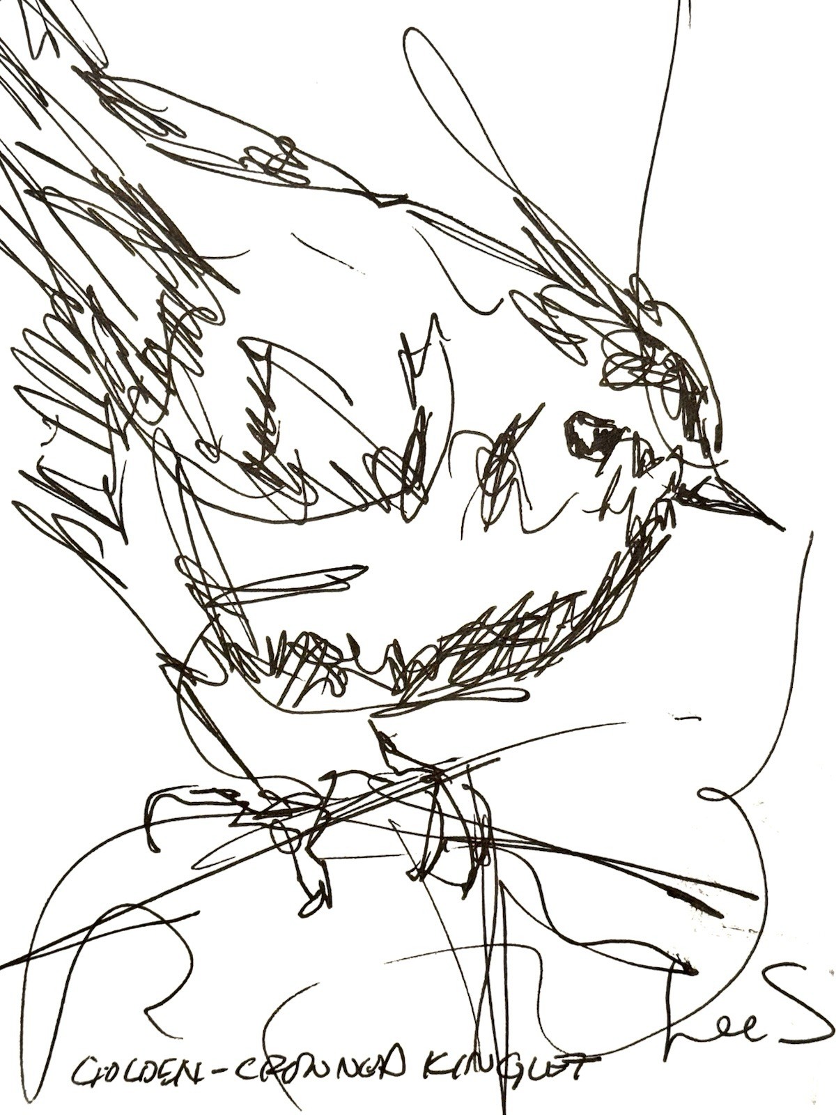 Original Abstract Expressive 9X12 Paper Pen and Ink Bird Handmade Signed 12