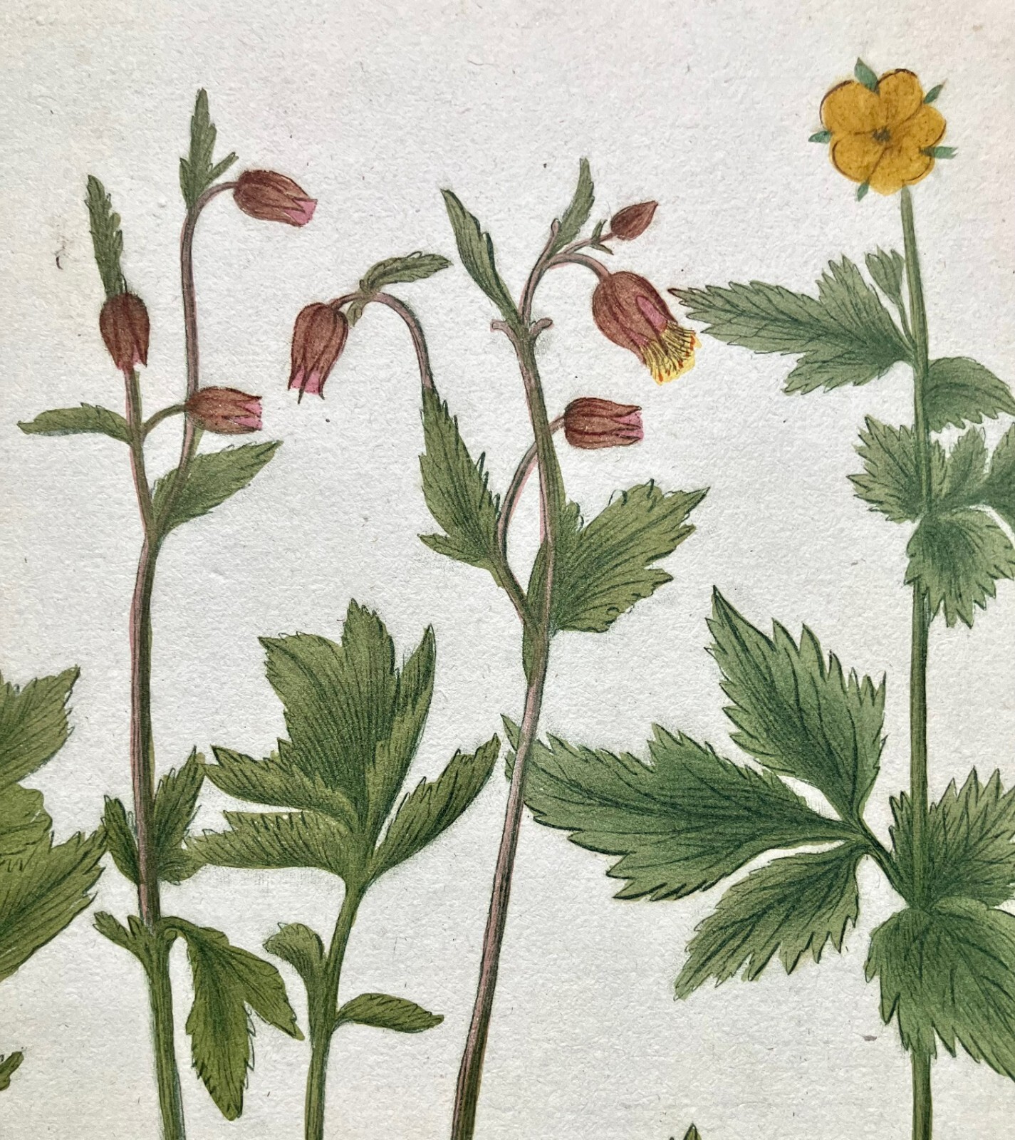 Johann WEINMANN 18th c Botanical Mezzotint :.. Group of 3 vg condition c1740