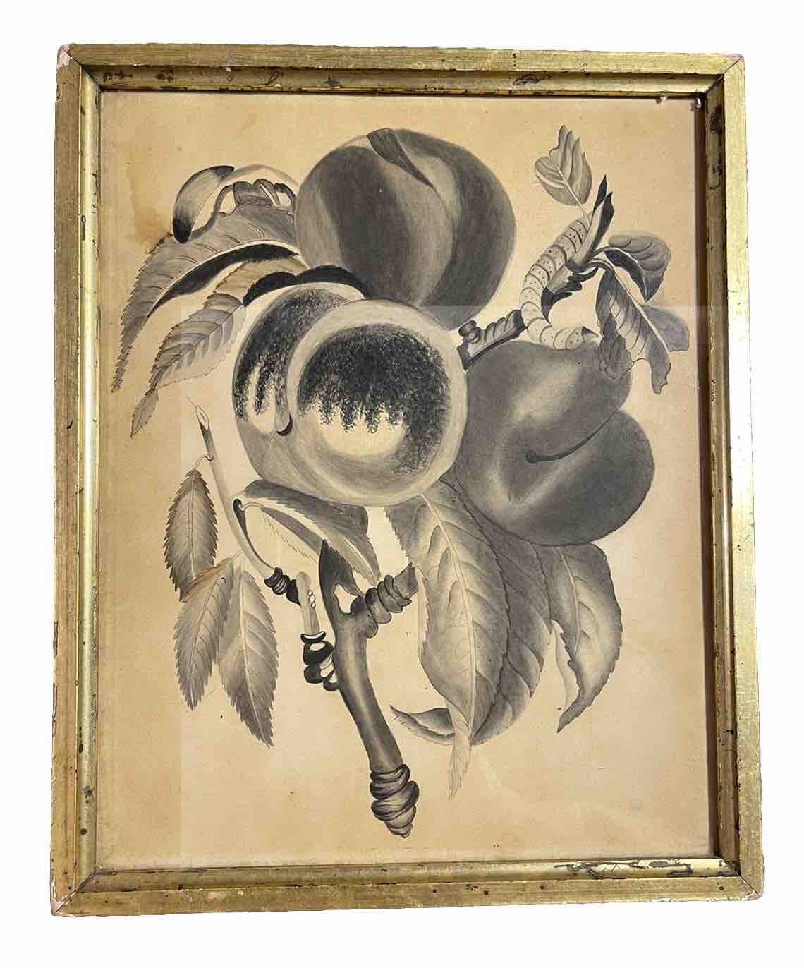 Antique Ink Wash and Watercolor Painting Still Life of Caterpillar on Fruit Tree