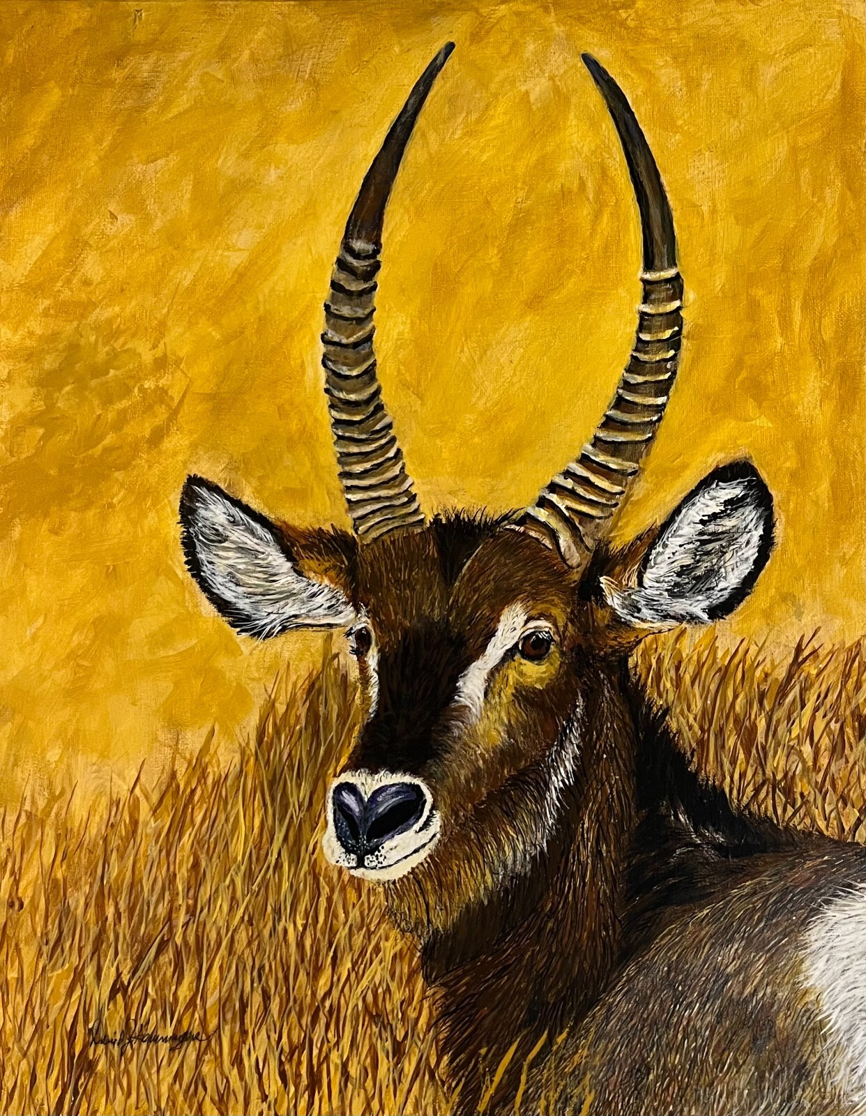 Antelope, Waterbuck, , buffalo, deer, Elk, Gazelle, African,