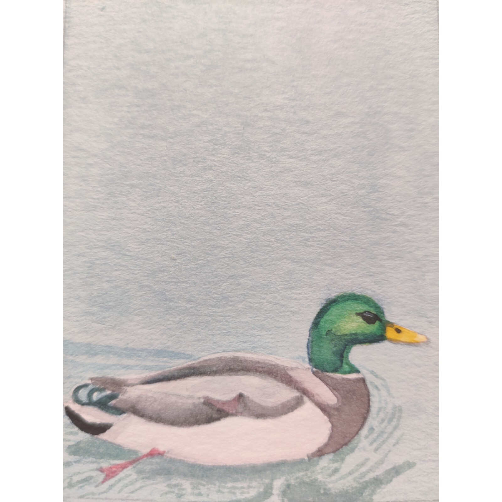 ACEO original watercolor painting – Mallard Duck