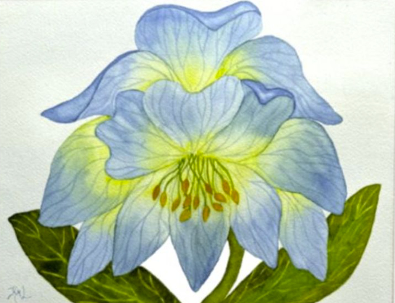 PAINTING WATERCOLOR FLOWER HELLEBORE BLUE YELLOW GREEN & MAT 16X20 ORIGINAL ART