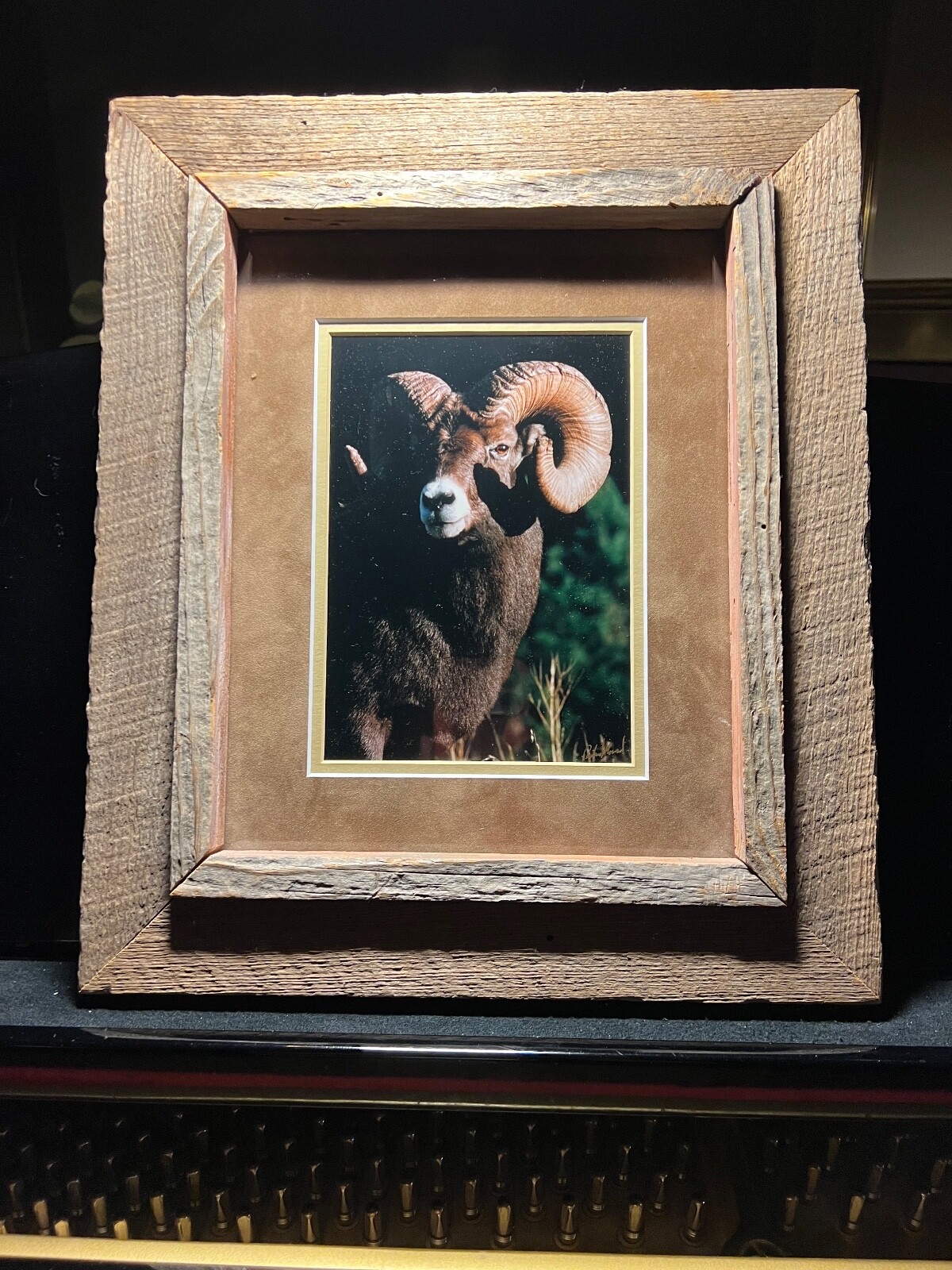 Framed Photo of Big Horn Sheep -Richard Mousel From Fort Benton, MT Beautiful! ❤