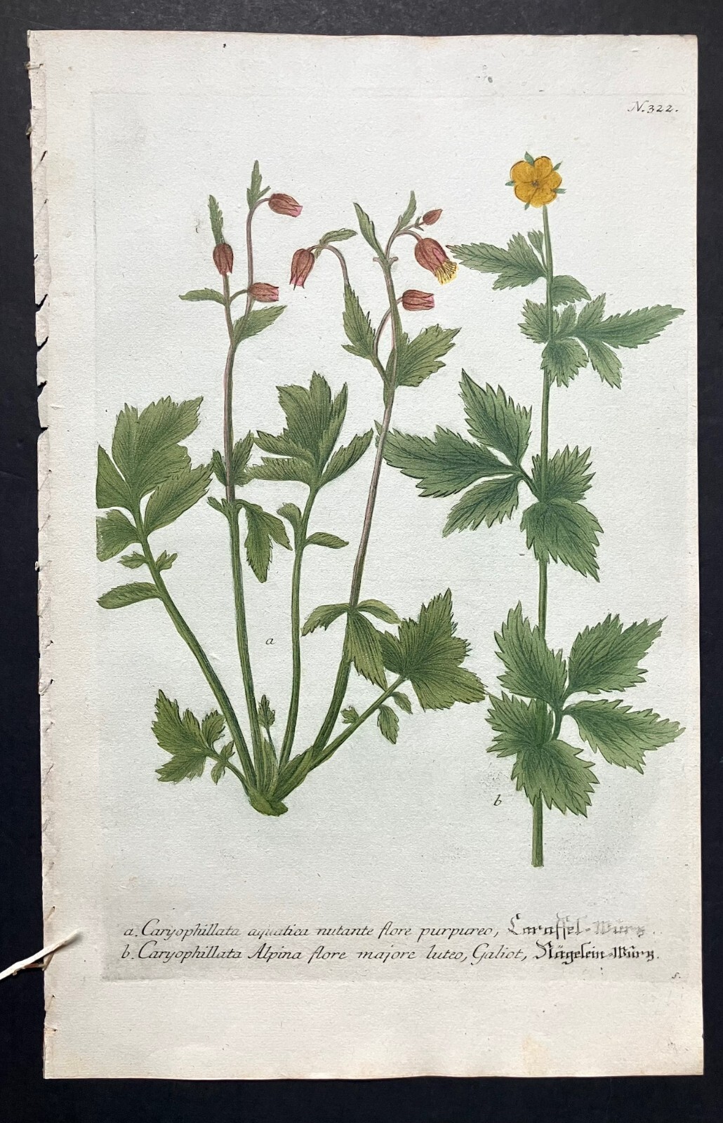 Johann WEINMANN 18th c Botanical Mezzotint :.. Group of 3 vg condition c1740