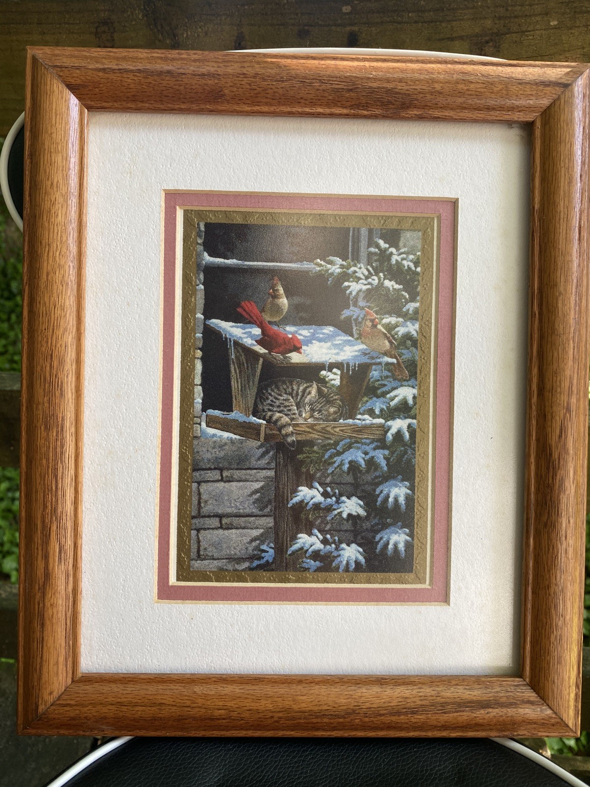 Cardinals Striped Sleeping Maine Coon Cat in Bird Feeder Picture9x11 Frame