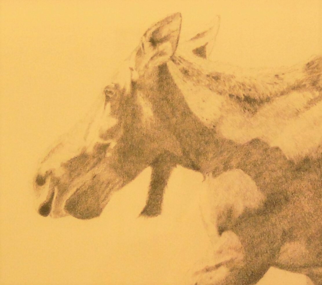 Original Signed Artwork Framed/Mat 12»X16′ Pencil, Cow Moose Grand Teton N.P.