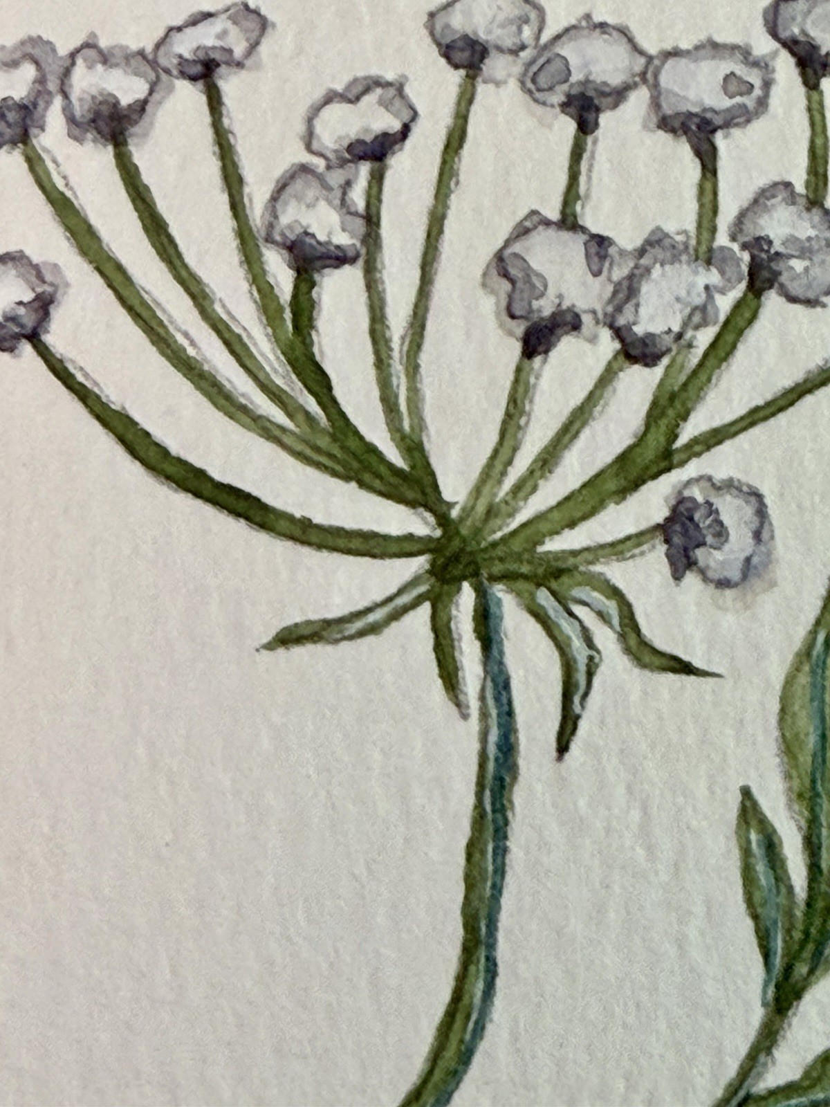 Painting by M. M. Hackney Botanical Flower Watercolor, Original Signed, 2.5×3.5