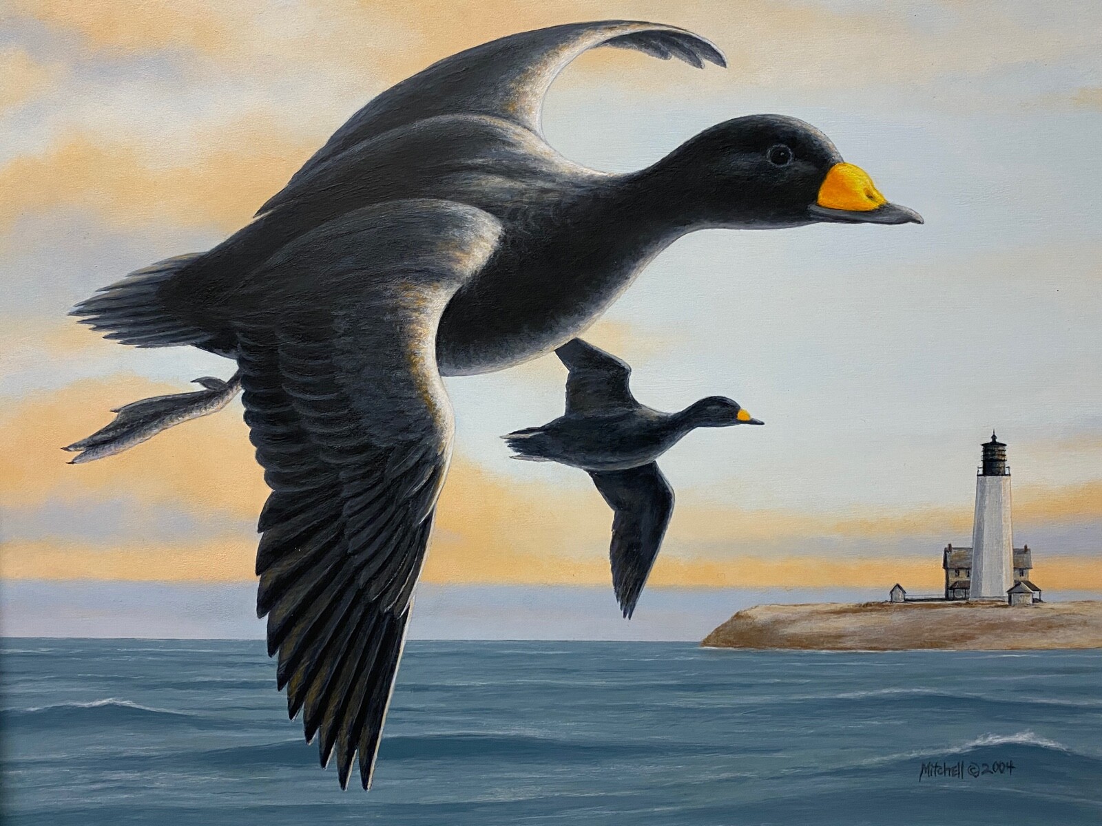 Original Bird Art Duck Painting American Scoter by Robert Mitchell, Signed, 2004